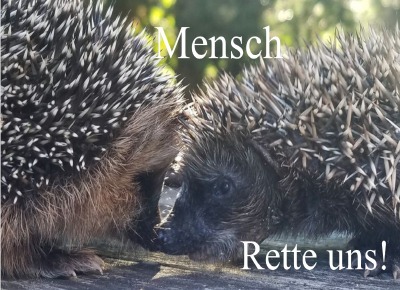 'Cover von Mensch – rette uns!'-Cover