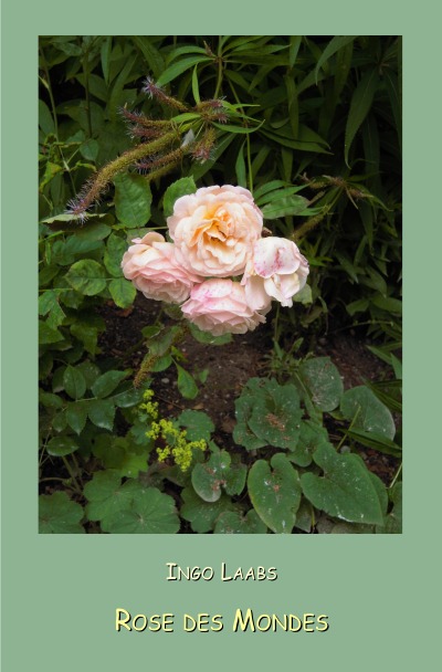 'Cover von Rose des Mondes'-Cover