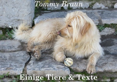 'Cover von Einige Tiere & Texte'-Cover