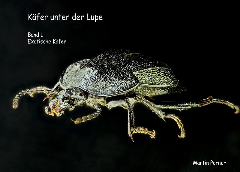 Käfer: Die Sinnesorgane der Käfer - Käfer - Insekten und